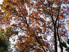 -上海佘山国家森林公园天马山园