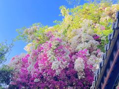 景点-深圳国际园林花卉博览园