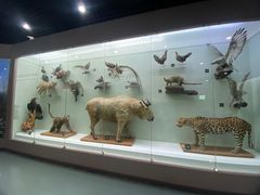 -国家自然博物馆