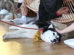 -Husky Go! 哈士奇体验馆·宠物咖啡厅狗咖