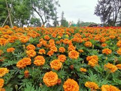 -铁山坪森林公园