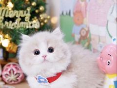 -Bastet sally猫舍购宠(静安店)