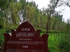 -微山湖红荷湿地景区