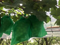 -马陆小张葡萄园农家乐