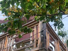 -玫瑰庄园·自助烧烤·烤全羊·团建拓展(龙泉山店)