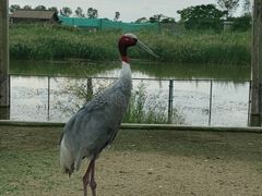 -盐城丹顶鹤湿地生态旅游区