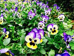 iphone_upload_pic-松山湖梦幻百花洲