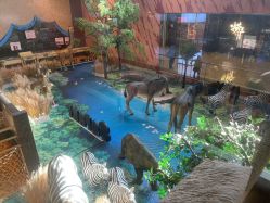 -卡通尼·Safari非洲探索乐园·生日会(金桥国际商业广场店)