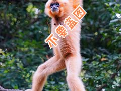 -广州长隆野生动物世界