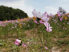 -嘉北郊野公园