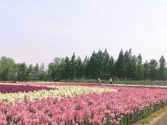 -杭州湾海上花田景区