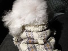 -瑞派福兴宠物医院犬猫全科·骨科·中西医结合(河东店)