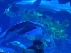 -太平洋海底世界