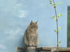 -青藏高原野生动物园