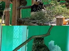 -西霞口神雕山野生动物世界