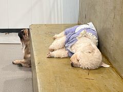 -共舞时光猫咖·狗咖(新街口店)