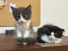 -楼上猫咖(罗湖店)