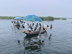 -白洋淀景区