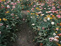 -上海共青森林公园