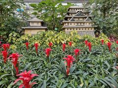 -南宫五洲植物乐园