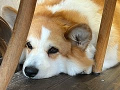 -肥朵食堂(带梦胡同店)