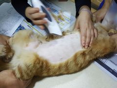 -芭比堂宠物医院·全科爱猫医院·仁德分院