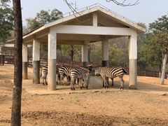 -石家庄市动物园