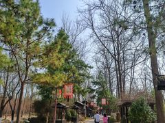 -合肥滨湖国家森林公园