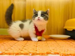 -欣宠猫屋·矮脚拿破仑·蓝金金渐层