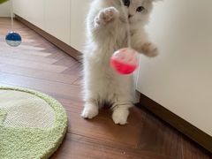 -momokira米努特·德文卷毛猫·棉花面纱犬
