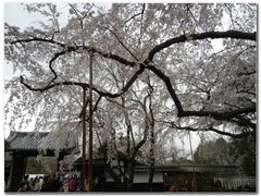 -醍醐寺