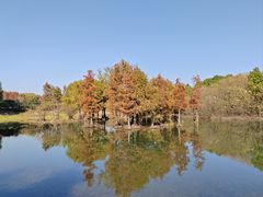 -贡湖湾湿地公园