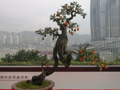 -重庆市江北嘴中央商务区中央公园