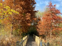 -溱湖国家湿地公园