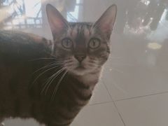-70cat德文卷毛猫·缅因猫纯种猫舍