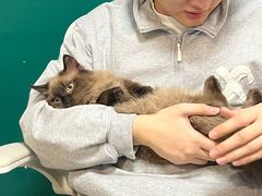 -猫大福·Fortune Cat猫舍(百子湾店)