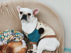 -怪兽屋·羊驼·猫咖·狗咖(俊华广场店)