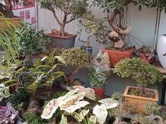 -梅陇花鸟市场-停车场
