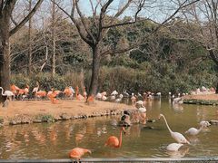 -上海野生动物园