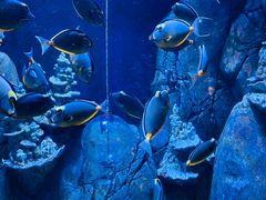 -成都浩海立方海洋公园