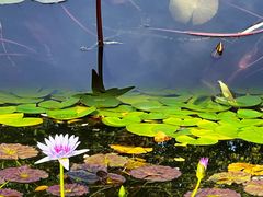 -国家植物园南园