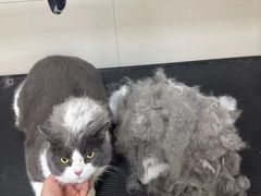 -悠尼宠物·独立低压伊珊娜洗护·美容·寄养(兰谷路店)