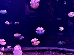 -欢乐海岸海洋奇梦馆