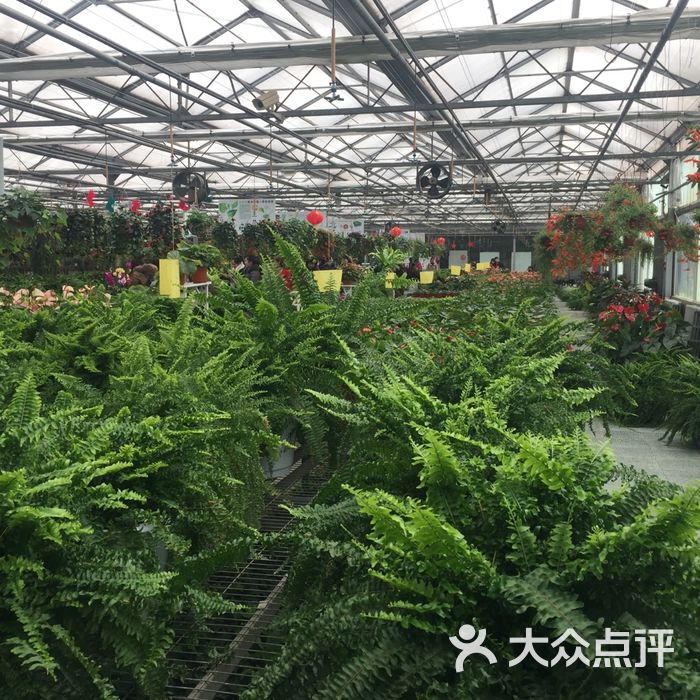 北京花卉种植基地图片