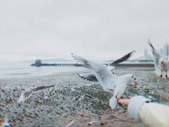 -栈桥景区