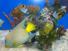 -烟台海昌鲸鲨海洋公园