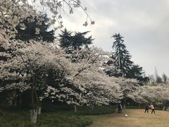 -西湖外事游船(花港观鱼码头)