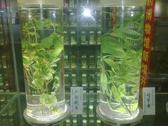 墙壁的玻璃樽药草-广东中医药博物馆