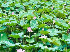 -荔湾湖公园