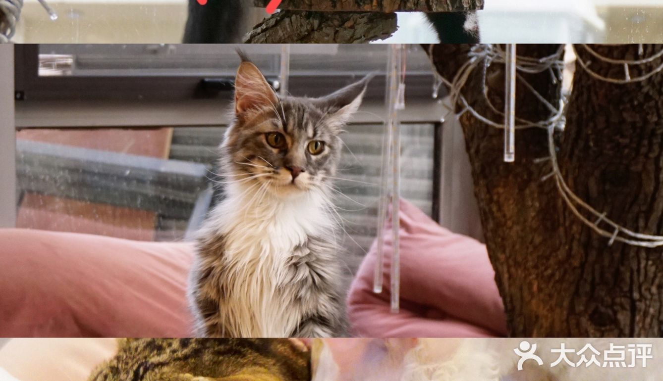 北京探店｜猫咪后院实现撸猫自由🐱